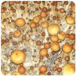 Псилоцибиновые (галлюциногенные)  грибы Psilocybin "Golden Teacher" в Мамоново