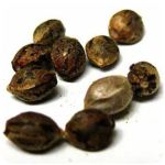 Семена марихуаны АК-47  (Seeds AK-47) в Мамоново
